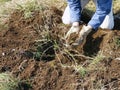 Gooseberry transplanting