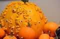 Goosebump Pumpkin with eyes Royalty Free Stock Photo