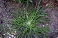 Goosegrass   844130 Royalty Free Stock Photo