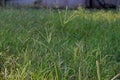 Goosegrass, major weed in field crops.