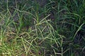 Goosegrass, major weed in field crops
