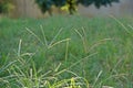 Goosegrass, major weed in field crops.