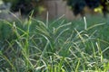 Goosegrass, major weed in field crops. Royalty Free Stock Photo