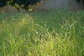 Goosegrass, major weed in field crops