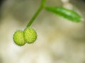Goosegrass seeds macro, Galium aparine. Royalty Free Stock Photo