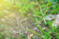 Goosegrass, yardgrass Royalty Free Stock Photo