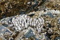 Gooseneck barnacle on a Canadian coastline