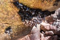 Gooseneck barnacles Royalty Free Stock Photo