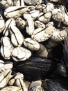 Gooseneck barnacles and mussels