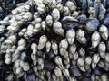 Gooseneck barnacles pollicipes polymerus and blue mussels Mytilus edulis Royalty Free Stock Photo