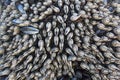 Gooseneck Barnacles (Pollicipes polymerus) Royalty Free Stock Photo