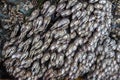 Gooseneck barnacles exposed at low tide