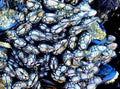 Gooseneck Barnacles in Vivid Color Royalty Free Stock Photo