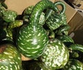 Gooseneck gourd, swan gourd, Lagenaria siceraria,