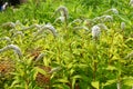 Gooseneck - Loosestrife - Lysimachia Royalty Free Stock Photo