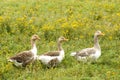 Gooses Royalty Free Stock Photo