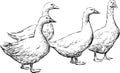 Gooses Royalty Free Stock Photo