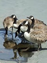 Gooses Royalty Free Stock Photo