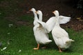 Gooses Royalty Free Stock Photo