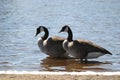 Gooses on beach