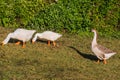 Gooses National Kandawgyi Gardens Pyin Oo Lwin Myanmar