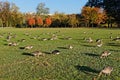 Gooses and colors of Fall in Parc de la Tete d Or