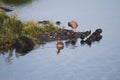 Gooses and Coots birds on side of cosat polution in water car tire