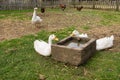 Gooses drinking water Royalty Free Stock Photo