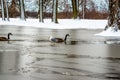 Gooses at the end of the winter Royalty Free Stock Photo