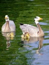Gooses family Royalty Free Stock Photo