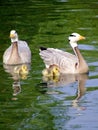 Gooses family Royalty Free Stock Photo