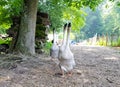 Gooses at the farm