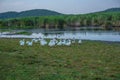 Gooses lake Royalty Free Stock Photo