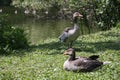 Gooses on an lake