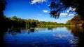 Gooses in the lake