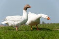 Gooses in landscape