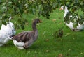 Gooses on meadow