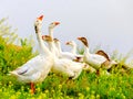 Gooses on meadow