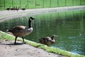 Gooses at the National Mall in Washington D.C.