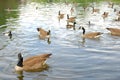 Gooses in the park Royalty Free Stock Photo