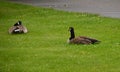 Gooses in Park in Sault Ste. Marie at St Marys River, Michigan