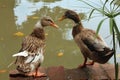 Gooses on a pool Royalty Free Stock Photo