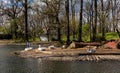 Gooses sitting on a small island in a park