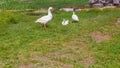 Gooses standing on green grass farm bird lawn