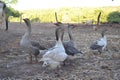 Gooses in the straw Royalty Free Stock Photo