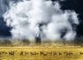 Gooses swimming on golden pond