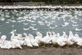 Close-up gooses in the poultry farm