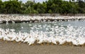 Close-up gooses in the poultry farm Royalty Free Stock Photo