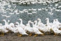 Close-up gooses in the poultry farm Royalty Free Stock Photo