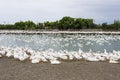 Close-up gooses in the poultry farm Royalty Free Stock Photo